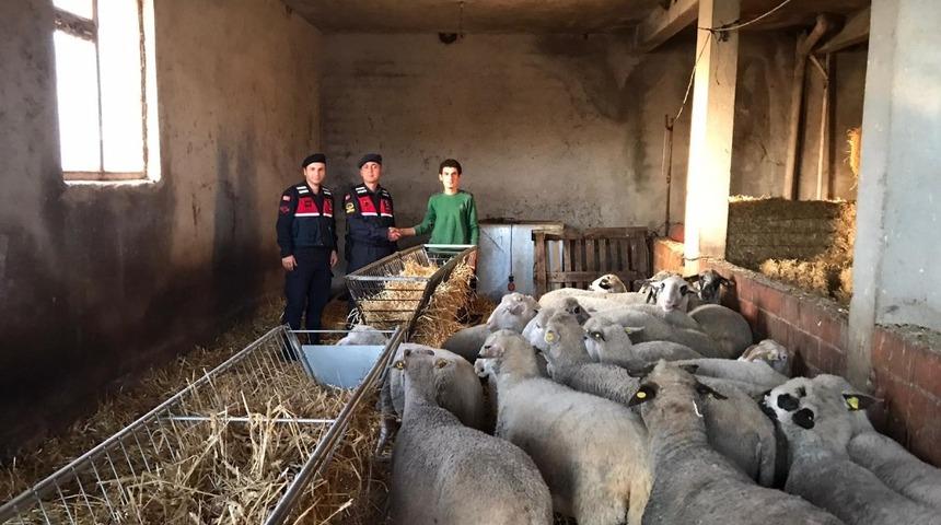 Çalınan 20 koyunu jandarma ekipleri buldu