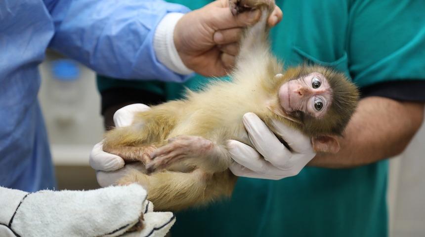 Habur Sınır kapısında yakalanan maymun yavrularının ismini vatandaş belirleyecek