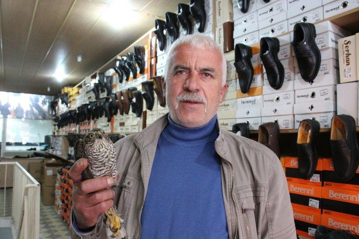 Yavru atmaca ayakkabı dükkanına girdi G1