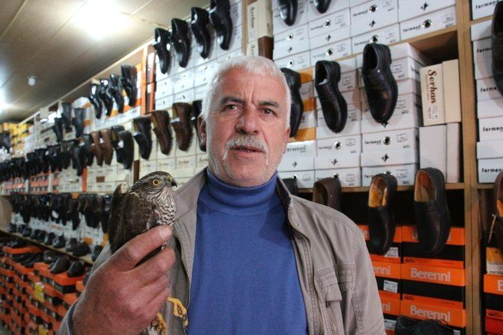 Yavru atmaca ayakkabı dükkanına girdi G2