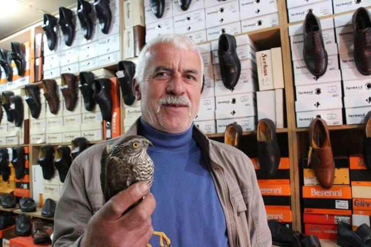 Yavru atmaca ayakkabı dükkanına girdi G3