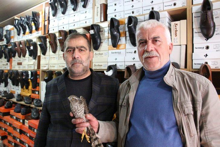 Yavru atmaca ayakkabı dükkanına girdi G4