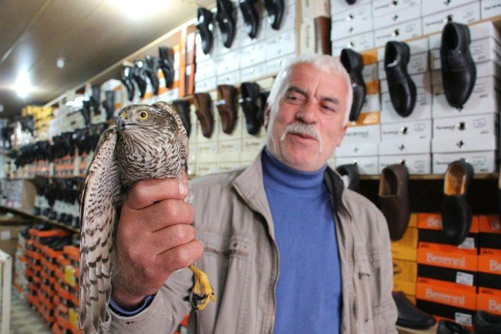 Yavru atmaca ayakkabı dükkanına girdi G5