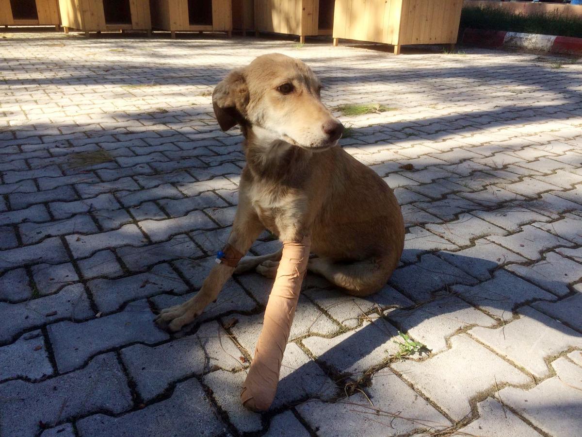 Yolun ortasında yatan k&ouml;peği ezip ka&ccedil;tı!