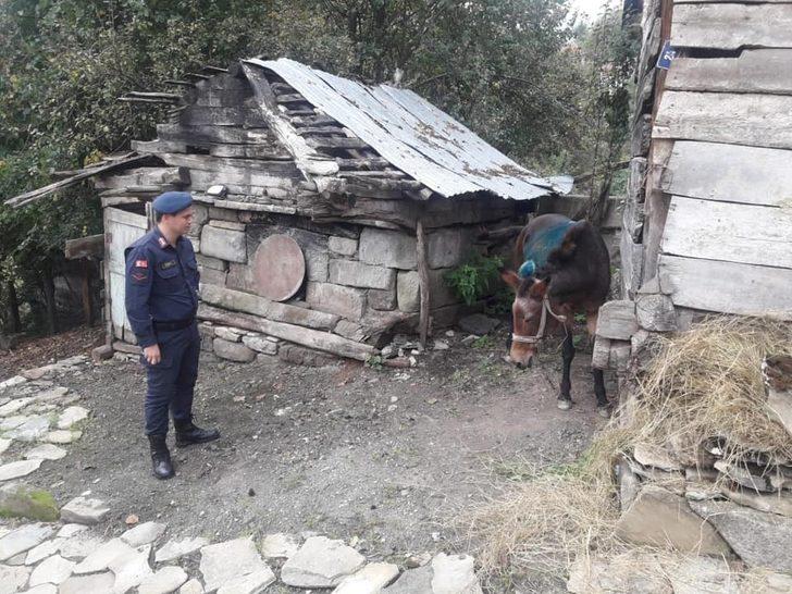 Yaralı katır emin ellerde G1