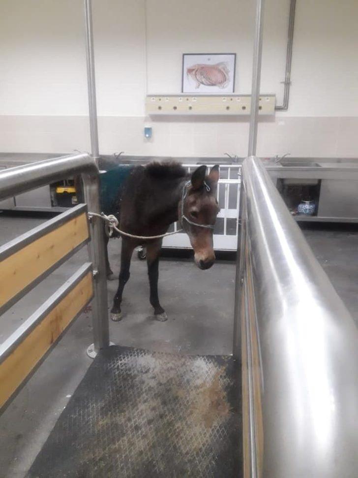 Yaralı katır emin ellerde G2