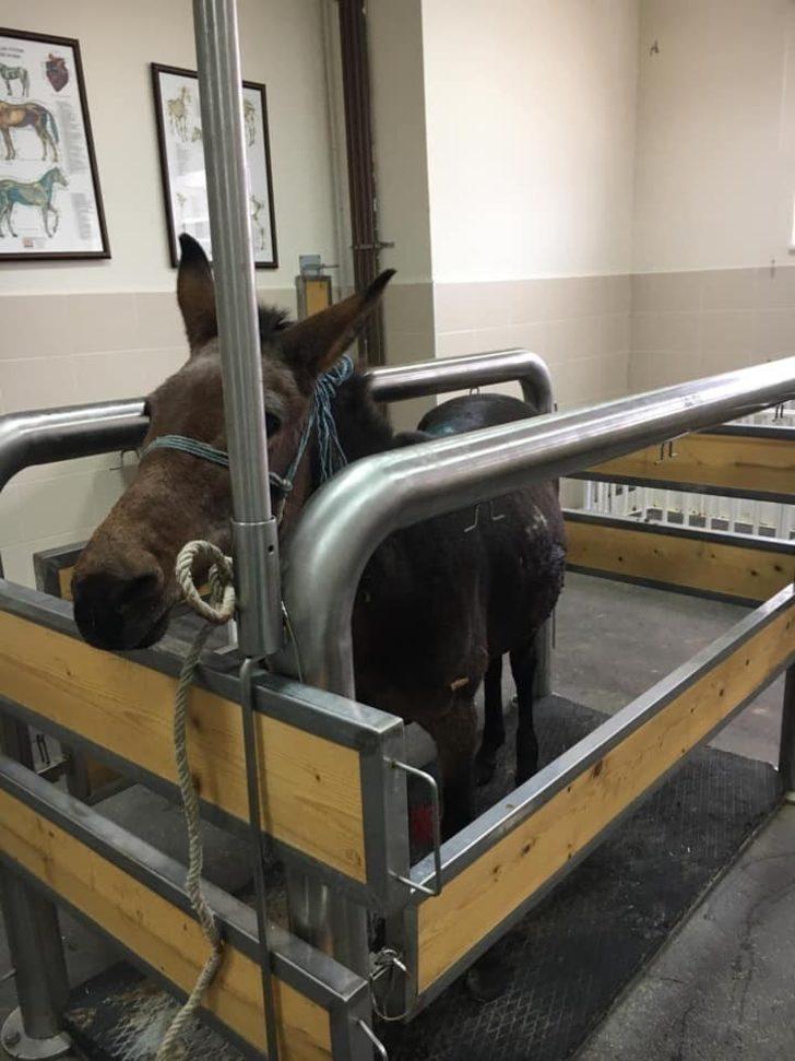 Yaralı katır emin ellerde G3