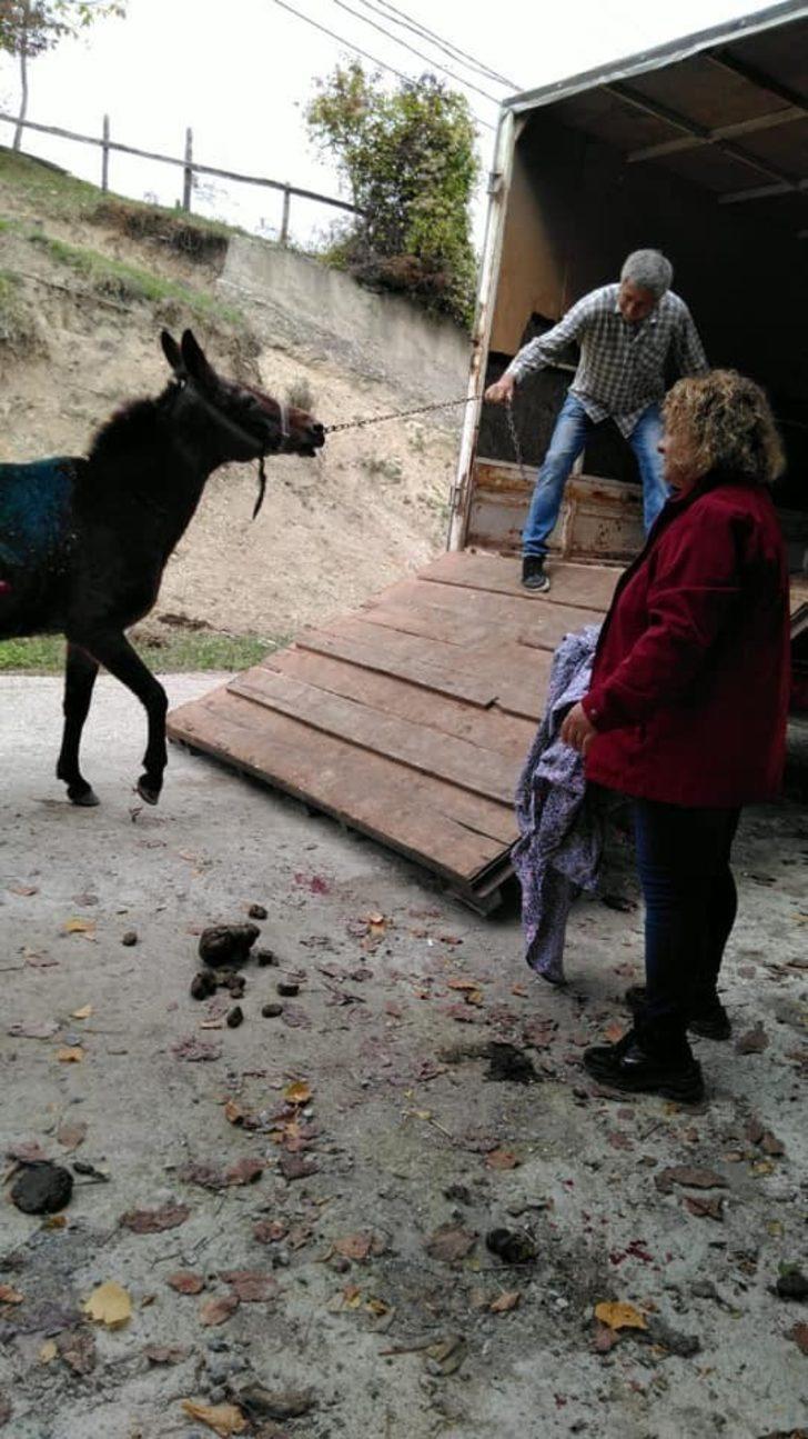 Yaralı katır emin ellerde G4