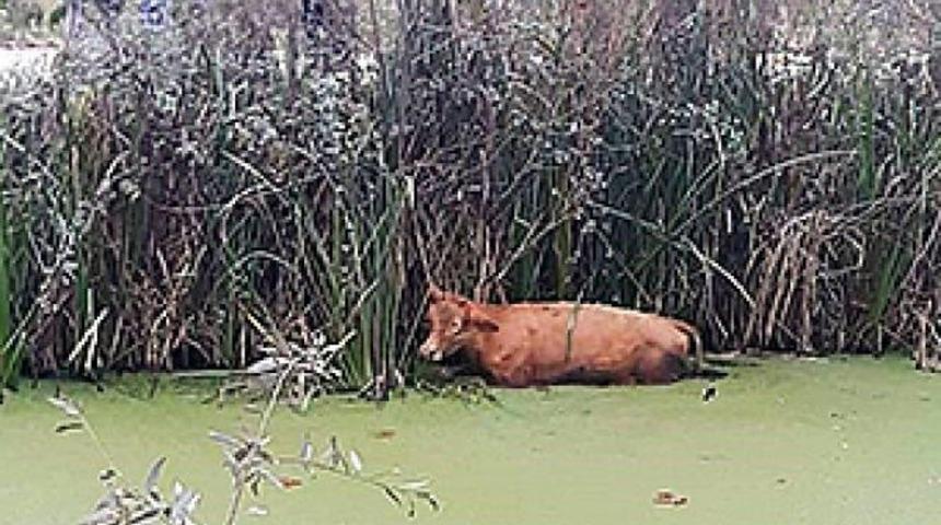 Kanala d&uuml;şen ineği itfaiye ekipleri kurtardı