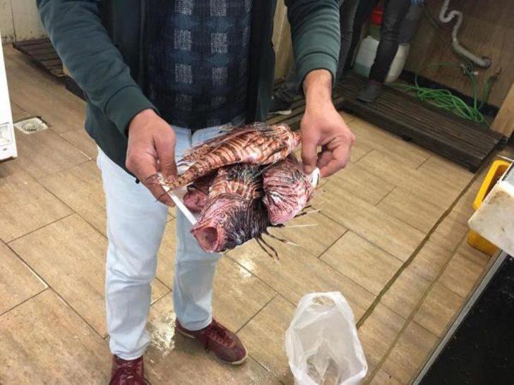 Marmaris'te zehirli balon ve aslan balığı istilası! Balık fiyatları arttı G1