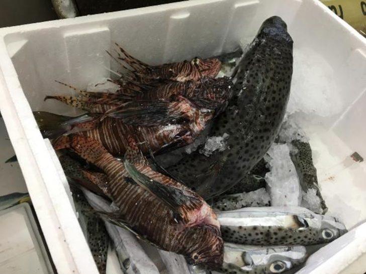 Marmaris'te zehirli balon ve aslan balığı istilası! Balık fiyatları arttı G2