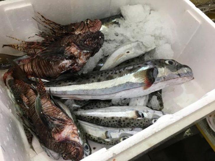 Marmaris'te zehirli balon ve aslan balığı istilası! Balık fiyatları arttı G3