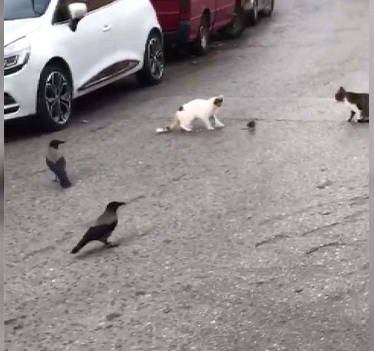 İstanbul�da sokaklarda kedi ve farelerin oyunu&hellip; Kargalar seyirci oldu