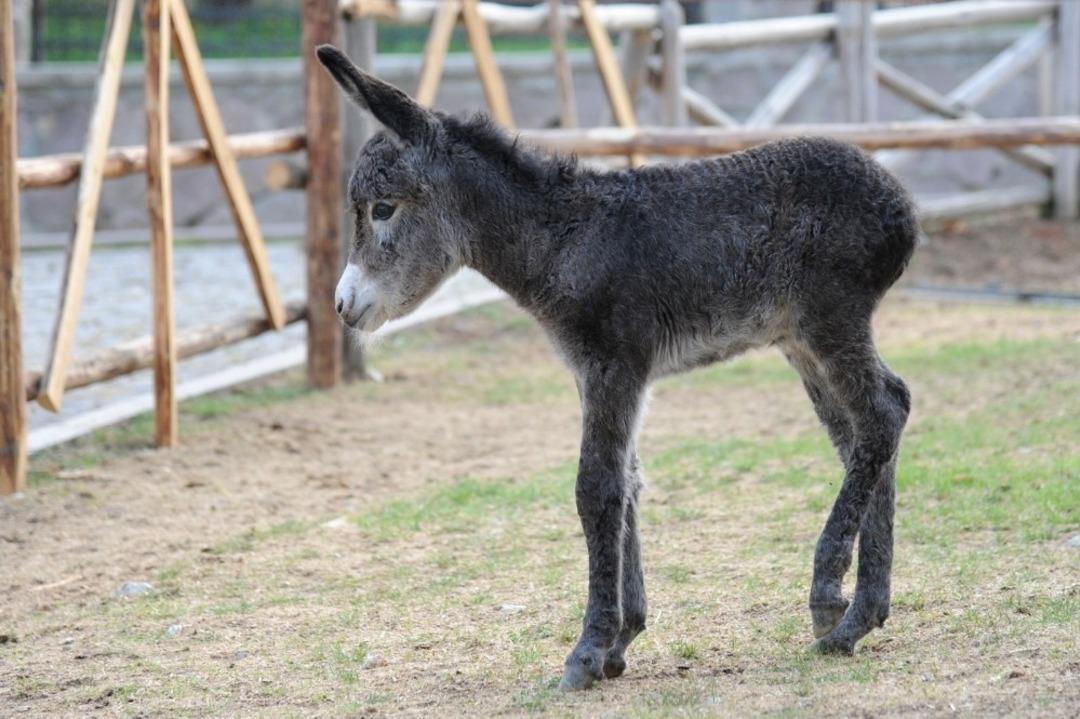 Altınk&ouml;y&rsquo;&uuml;n yeni maskotu &ldquo;Kadife&rdquo;