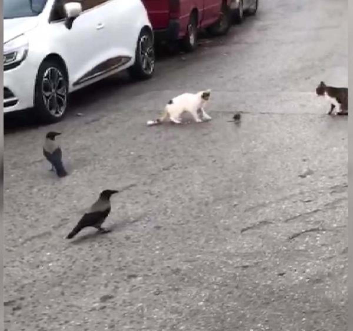 İstanbul'da kedi fare ile oynadı! Karga izledi