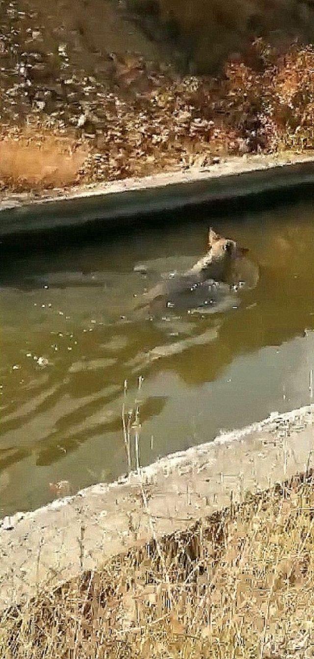 Erzincan’da köpeklerin kovaladığı kurt su kanalına düştü