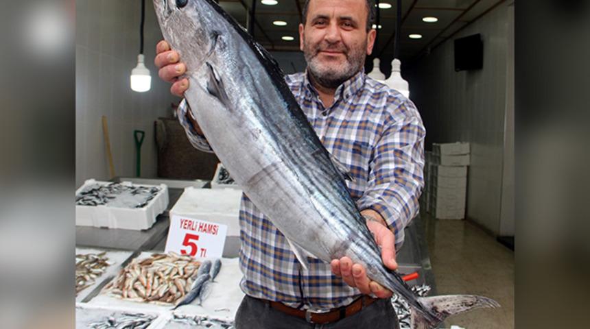 Sinop'ta 7,5 kilogramlık 'zindandelen balığı' yakalandı