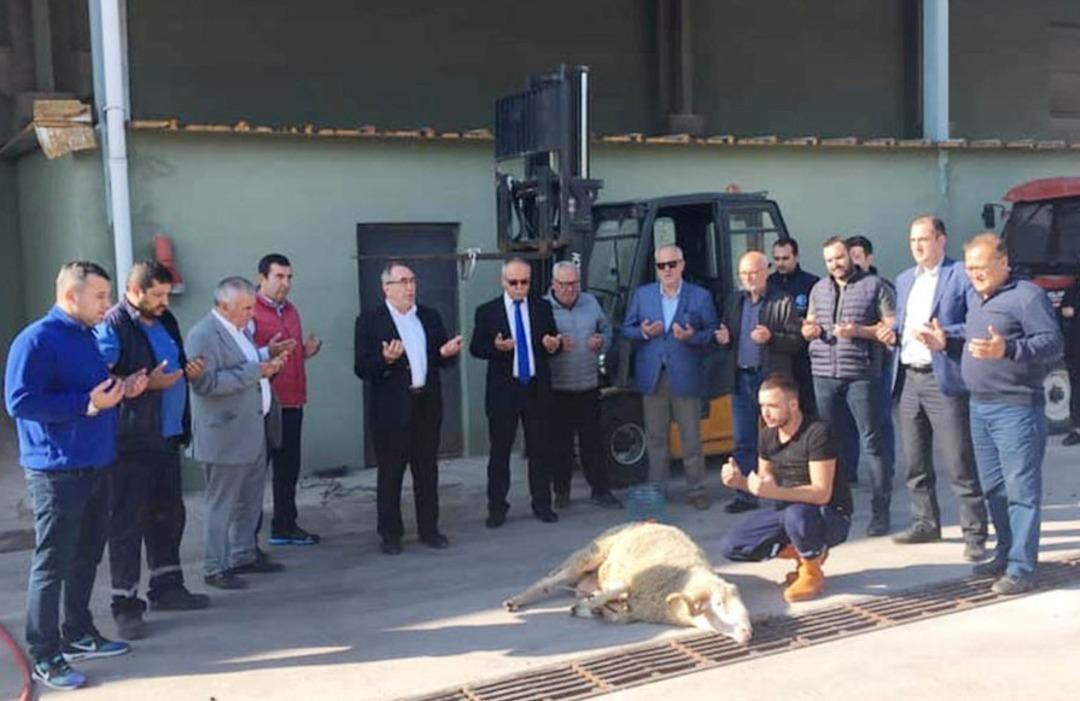 Erdek&rsquo;te zeytin alım kampanyası başladı