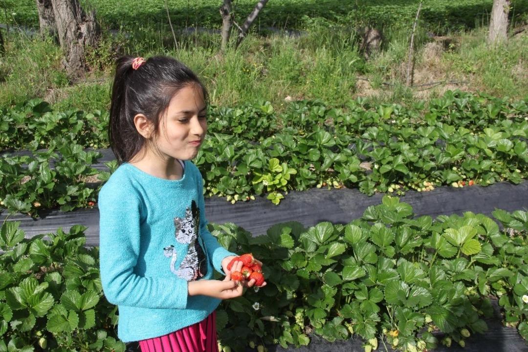 Sason&rsquo;da &ccedil;ilek hasadı devam ediyor