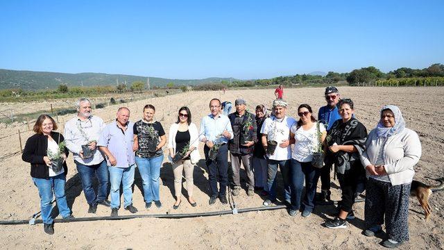 Urla’da ‘Goji Berry’ üretimi artıyor