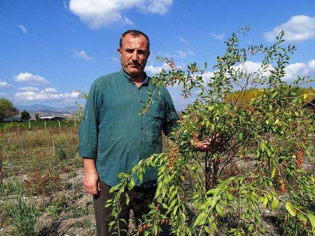 Kiraladıkları 10 dönüm arazide ’Goji Berry’ meyvesi yetiştiriciliğine başladılar