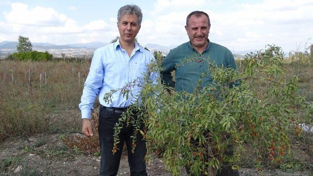 Kiraladıkları 10 dönüm arazide ’Goji Berry’ meyvesi yetiştiriciliğine başladılar