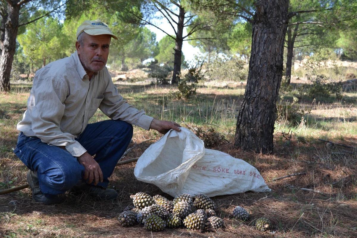 &Ccedil;am fıstığı kozalağı, ailelerin ge&ccedil;im kaynağı