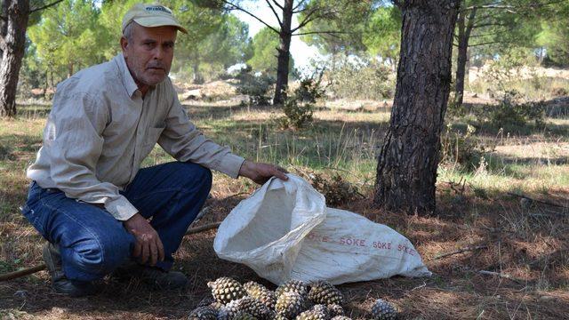 Çam fıstığı kozalağı, ailelerin geçim kaynağı