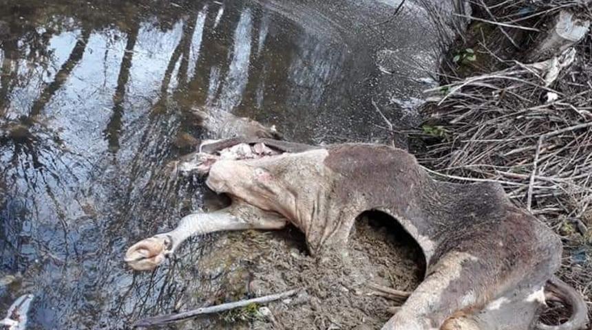 Ayı, dere yatağında gezen ineği telef etti