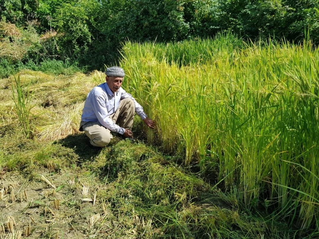 Devlet teşvik etti, k&ouml;yl&uuml;ler tekrar tarıma d&ouml;nd&uuml;