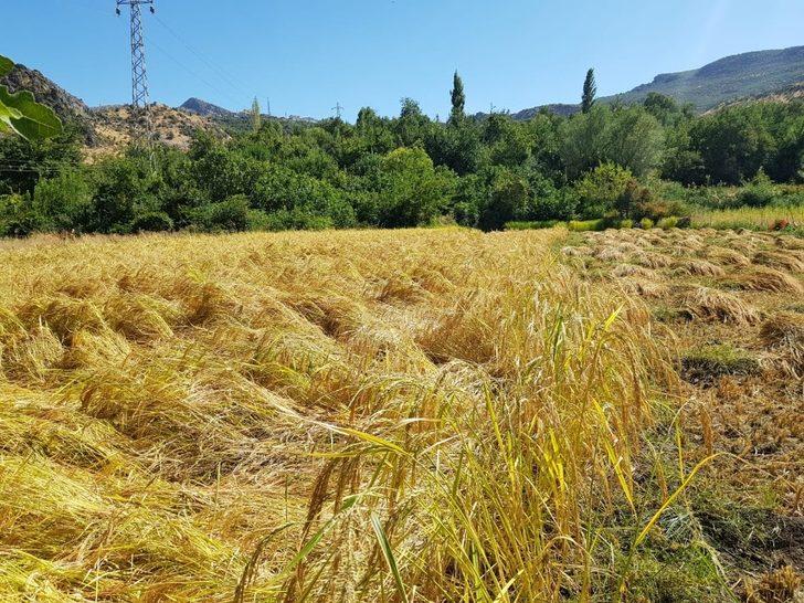 Devlet teşvik etti, köylüler tekrar tarıma döndü G2
