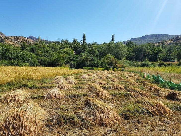 Devlet teşvik etti, köylüler tekrar tarıma döndü G3