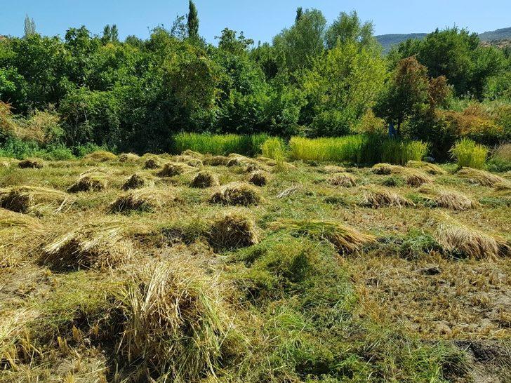 Devlet teşvik etti, köylüler tekrar tarıma döndü G4