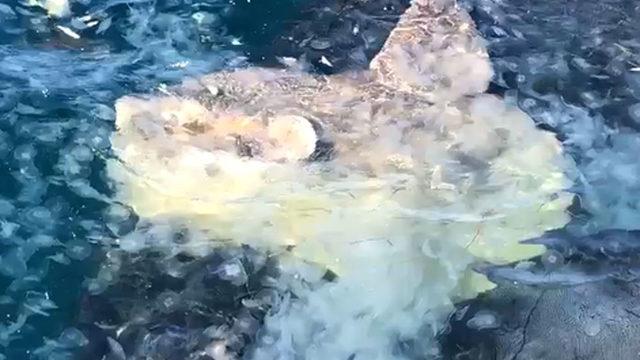 Çanakkale'de yakalanan yarım tonluk pervane balığı şaşırttı