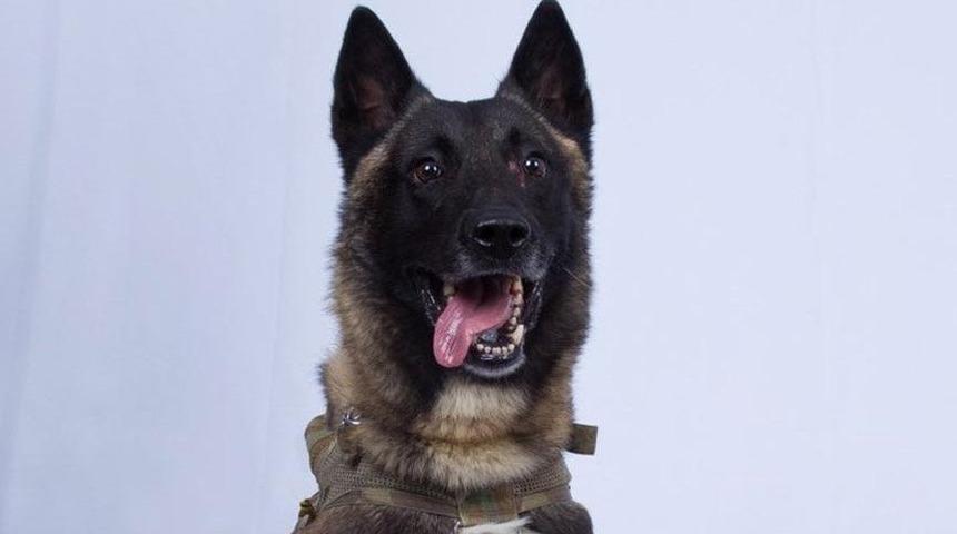 ABD Başkanı Donald Trump Twitter'dan paylaştı! İşte Bağdadi'nin sonunu getiren köpek!