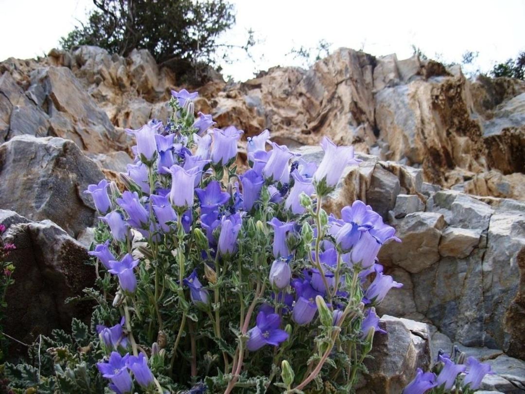 Koruma altına alınan &Ccedil;an &Ccedil;i&ccedil;eği i&ccedil;in &ccedil;alıştay d&uuml;zenlendi