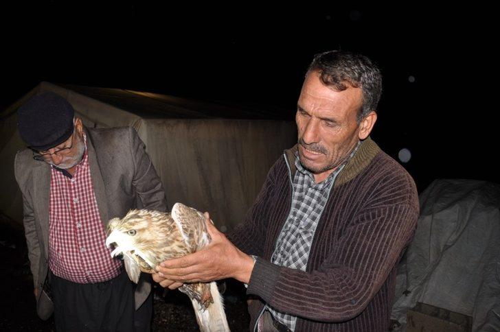 Tüfekle vurulmuş yaralı şahin bulundu G1