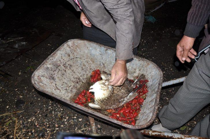 Tüfekle vurulmuş yaralı şahin bulundu G2