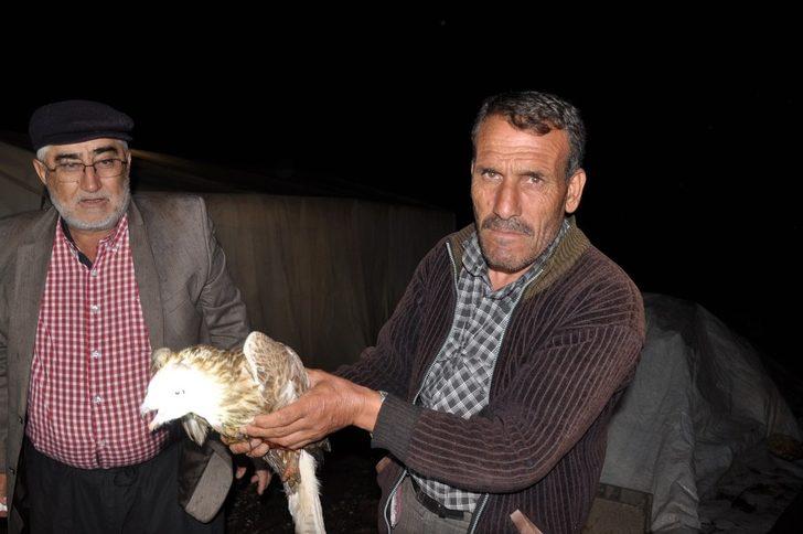 Tüfekle vurulmuş yaralı şahin bulundu G3