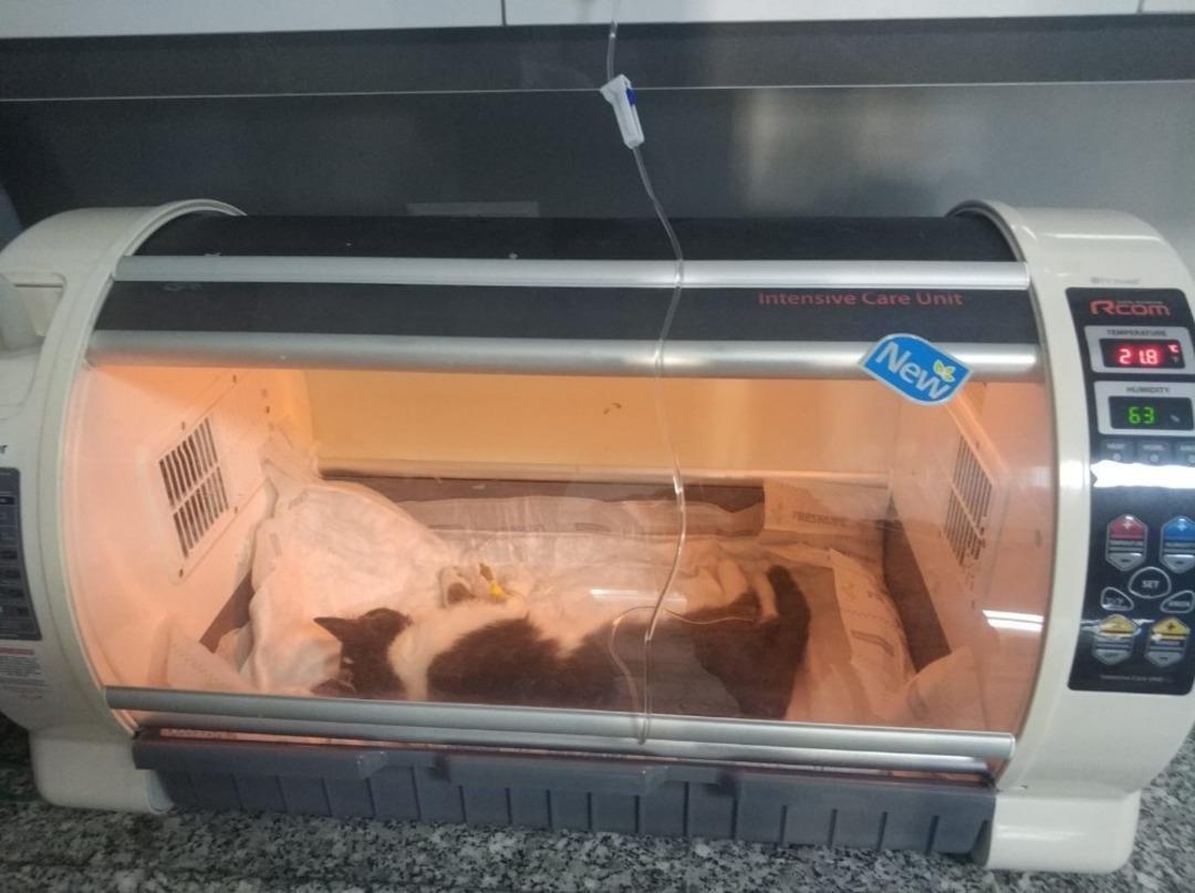 Yedek lastiğin jantına sıkışan kedi kurtarıldı