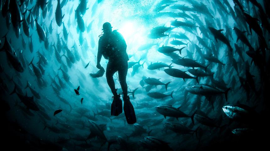 Balık varlığının sürdürülmesi için hazırlanan yasa teklifi yarın TBMM'ye geliyor