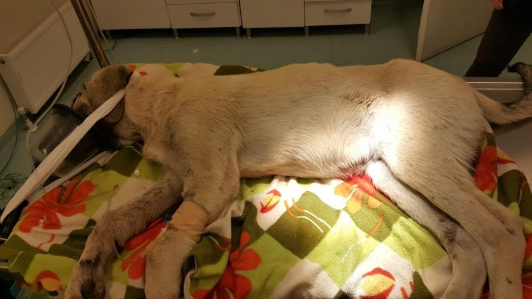 Trafik kazasında yaralanan k&ouml;peğe Nevşehir Belediyesi sahip &ccedil;ıktı