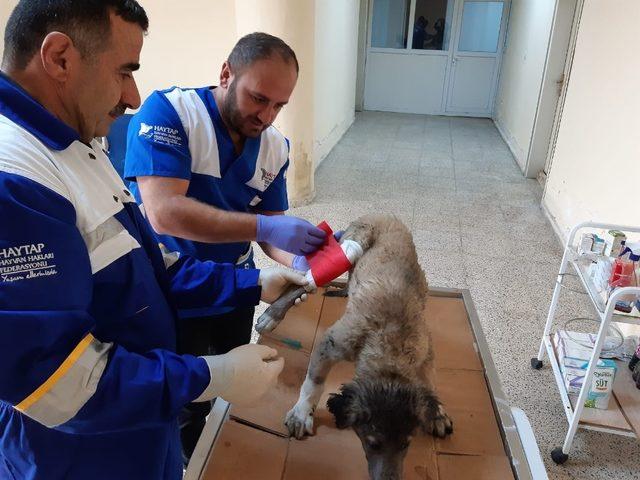 Aracın çarptığı köpek tedavi altına alındı