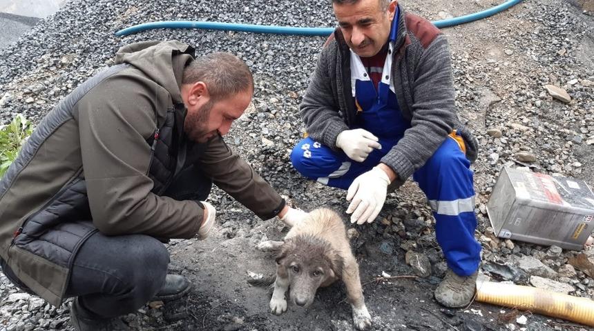 Aracın &ccedil;arptığı k&ouml;pek tedavi altına alındı
