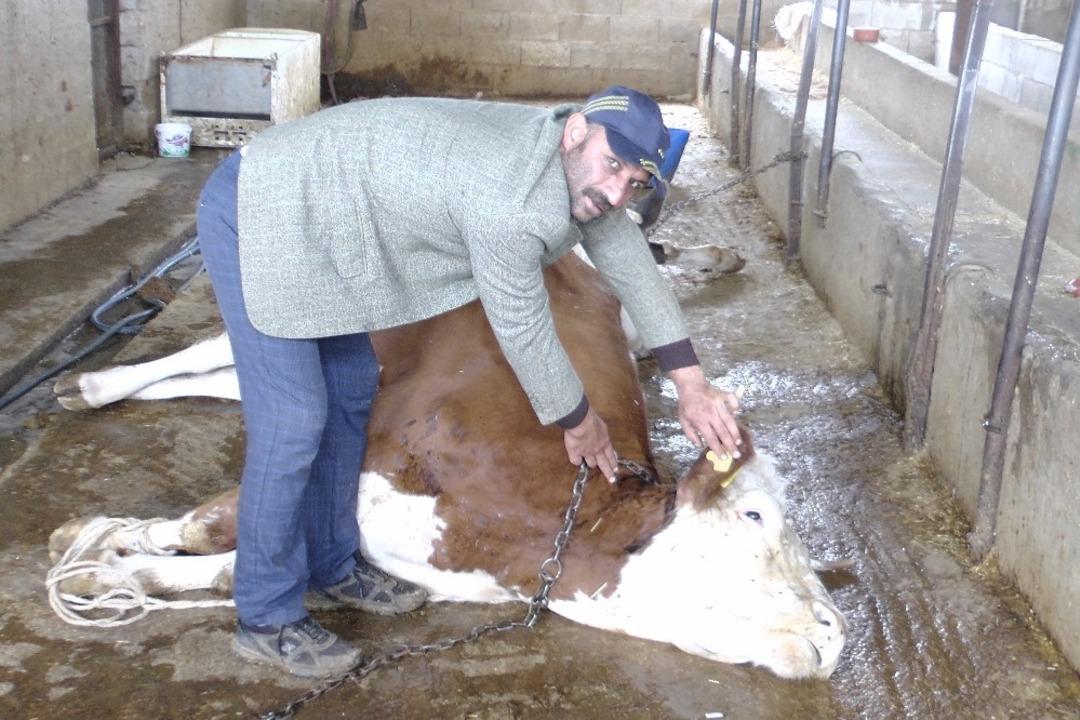 Elektrik akımına kapılan inekler telef oldu