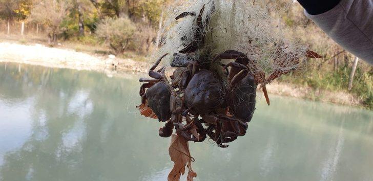Suda bırakılan ağa takılan yengeçler, telef olmaktan kurtarıldı G1