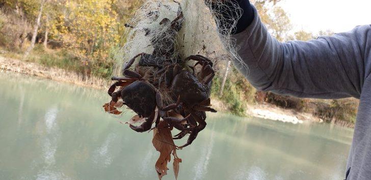 Suda bırakılan ağa takılan yengeçler, telef olmaktan kurtarıldı G2