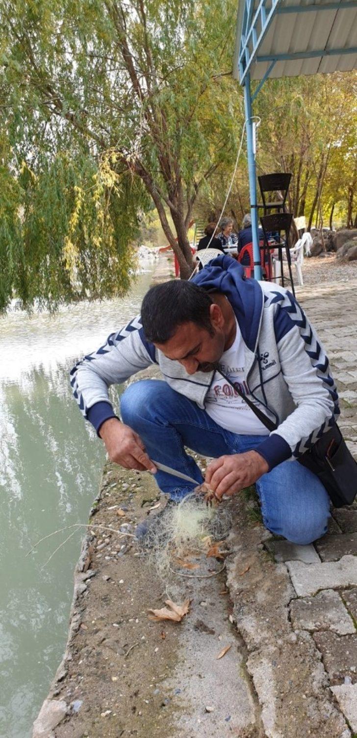 Suda bırakılan ağa takılan yengeçler, telef olmaktan kurtarıldı G3