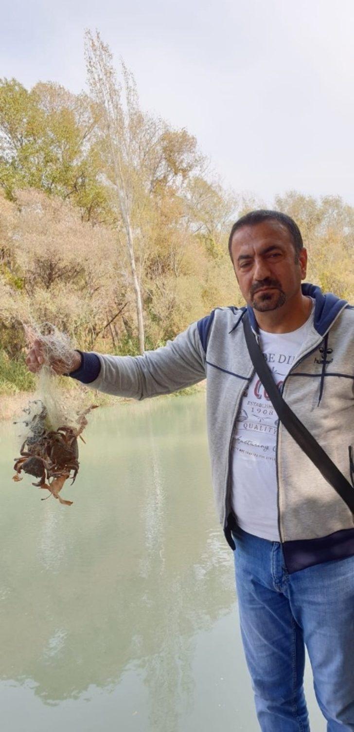 Suda bırakılan ağa takılan yengeçler, telef olmaktan kurtarıldı G4