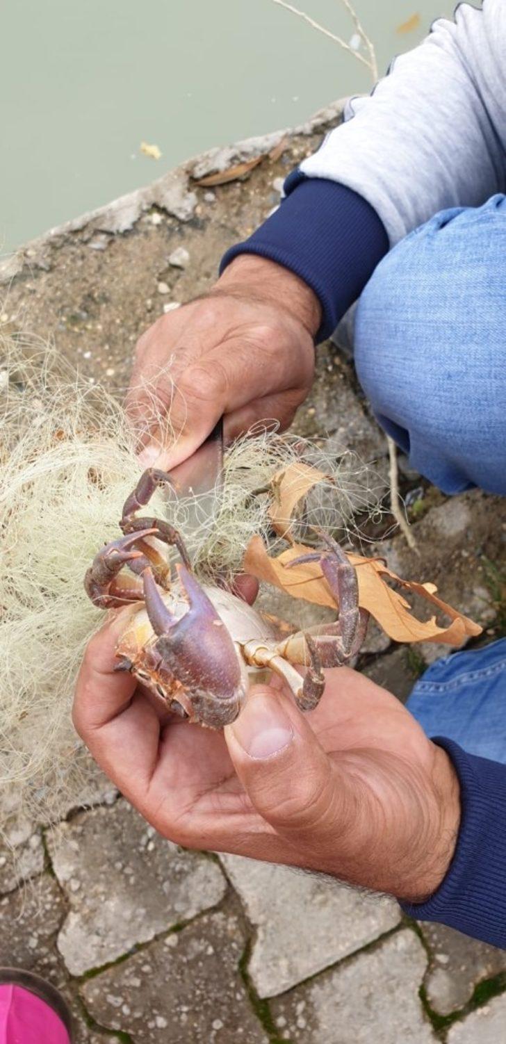 Suda bırakılan ağa takılan yengeçler, telef olmaktan kurtarıldı G5